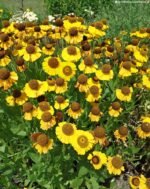 Helenium bigelovii 'The Bishop' - Floarea Helenei la ghiveci P9 - imagine 2