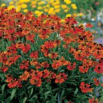 Helenium „Moerheim Beauty” - Floarea Helenei - 1 radacina nuda - imagine 3