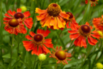 Helenium „Moerheim Beauty” - Floarea Helenei - 1 radacina nuda