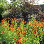 Helenium „Moerheim Beauty” - Floarea Helenei - 1 radacina nuda - imagine 2