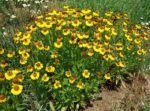 Helenium bigelovii 'The Bishop' - Floarea Helenei la ghiveci P9 - imagine 4