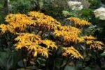 Ligularia dentata „Othello” - Planta leopard la ghiveci P9