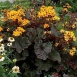 Ligularia dentata „Othello” - Planta leopard la ghiveci P9 - imagine 2