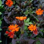 Lychnis x arkwrightii „Vesuvius” la ghiveci P9, H 5-10 cm