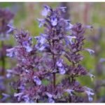 Nepeta faassenii - Menta Pisicii la ghiveci P9
