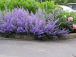 Nepeta faassenii - Menta Pisicii la ghiveci P9 - imagine 3