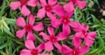 Brumarele - Phlox Subulata Scarlet Flame - planta perena vesnic verde la ghiveci P9 - H 5-10 cm