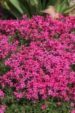 Brumarele - Phlox Subulata Scarlet Flame - planta perena vesnic verde la ghiveci P9 - H 5-10 cm - imagine 3