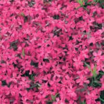 Brumarele - Phlox Subulata Atropurpurea - planta perena vesnic verde la ghiveci P9 - imagine 2