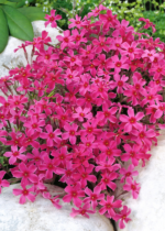 Brumarele - Phlox Subulata Atropurpurea - planta perena vesnic verde la ghiveci P9