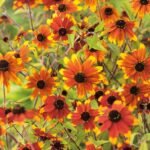 Susana cu ochi caprui - Rudbeckia triloba 'Prairie Glow' la ghiveci P9