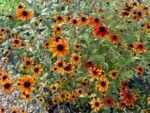 Susana cu ochi caprui - Rudbeckia triloba 'Prairie Glow' la ghiveci P9 - imagine 2