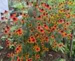 Susana cu ochi caprui - Rudbeckia triloba 'Prairie Glow' la ghiveci P9 - imagine 3