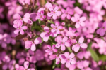 Saponaria ocymoides - Sapunarita de stanca la ghiveci P9 - H 5-10 cm