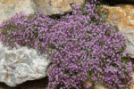 Saponaria ocymoides - Sapunarita de stanca la ghiveci P9 - H 5-10 cm - imagine 2