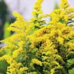 Solidago Goldkind - Vergeaua de aur la ghiveci P9 - H 5-10 cm