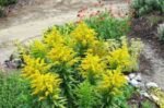 Solidago Goldkind - Vergeaua de aur la ghiveci P9 - H 5-10 cm - imagine 3