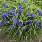Tradescantia Andersoniana 'Zwanenburg Blue' - Crinul Paianjen la ghiveci P9 - H 5-10 cm - imagine 2