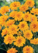 Coreopsis grandiflora 'Early Sunrise' la ghiveci P9, H 5  cm