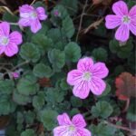 Erodium variabile Bishop's Form - planta acoperitoare de sol la ghiveci P9, H 5  cm
