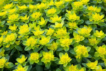 Euphorbia polychroma la ghiveci P9, H 5 cm - imagine 2