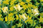 Euphorbia polychroma la ghiveci P9, H 5 cm - imagine 3