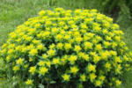 Euphorbia polychroma la ghiveci P9, H 5 cm