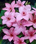 Clematita Hagley Hybrid la ghiveci C2, H  70-80 cm