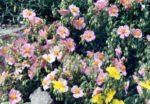 Helianthemum 'Ben Hope'- Trandafirul de piatra vesnic verde la ghiveci P9 - imagine 2