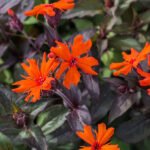 Lychnis x arkwrightii „Vesuvius” la ghiveci P9, H 5-10 cm - imagine 3