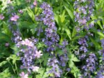 Nepeta faassenii - Menta Pisicii la ghiveci P9 - imagine 2