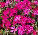 Brumarele - Phlox Subulata Scarlet Flame - planta perena vesnic verde la ghiveci P9 - H 5-10 cm - imagine 2