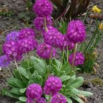 Primula denticulata „Rubin” - Primula glob la ghiveci P9 - H 5-10 cm