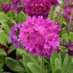 Primula denticulata „Rubin” - Primula glob la ghiveci P9 - H 5-10 cm - imagine 2