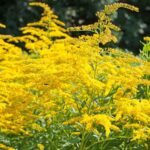 Solidago Goldkind - Vergeaua de aur la ghiveci P9 - H 5-10 cm - imagine 2