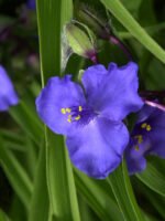 Tradescantia Andersoniana 'Zwanenburg Blue' - Crinul Paianjen la ghiveci P9 - H 5-10 cm