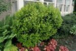 Arbutus unedo - arborele de capsuni  vesnic verde la ghiveci C2- H 60-70 cm - imagine 2