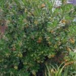 Arbutus unedo - arborele de capsuni  vesnic verde la ghiveci C2- H 60-70 cm - imagine 3