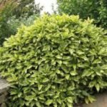 Aucuba japonica Crotonifolia - arbust peren vesnic verde la ghiveci P17 - H 40-50 cm - imagine 3