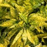 Aucuba japonica Crotonifolia - arbust peren vesnic verde la ghiveci P17 - H 40-50 cm