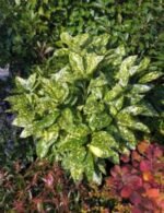 Aucuba japonica Crotonifolia - arbust peren vesnic verde la ghiveci P17 - H 40-50 cm - imagine 2