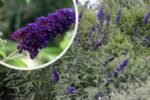 Buddleja davidii 'Black Knight'- liliac de vara la ghiveci C2- H 50-60 cm