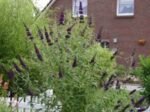 Buddleja davidii 'Black Knight'- liliac de vara la ghiveci C2- H 50-60 cm - imagine 3