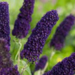 Buddleja davidii 'Black Knight'- liliac de vara la ghiveci C2- H 50-60 cm - imagine 2
