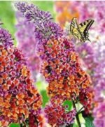 Buddleja davidii 'Flower Power'- liliac de vara la ghiveci C2- H 30-40 cm