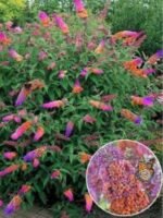 Buddleja davidii 'Flower Power'- liliac de vara la ghiveci C2- H 30-40 cm - imagine 2