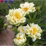 Bujor Green Lotus marime 2/3 -  pachet 5 rizomi (Livrarea dupa 15 Decembrie) - imagine 2
