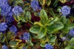 Ceanothus ‘El Dorado’ - Liliac Californian cu frunzis permanent la ghiveci C2 - H 25-35 cm (Livrarea dupa 10 Septembrie)