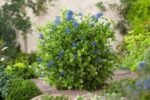 Ceanothus ‘El Dorado’ - Liliac Californian cu frunzis permanent la ghiveci C2 - H 25-35 cm (Livrarea dupa 10 Septembrie) - imagine 2
