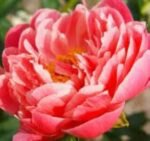 Bujor Coral Sunset marime 2/3 -  pachet 5 rizomi (Livrarea dupa 10 Octombrie)